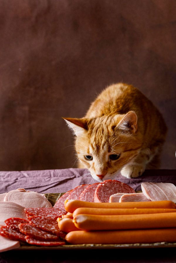 Chat qui veut manger de la viande