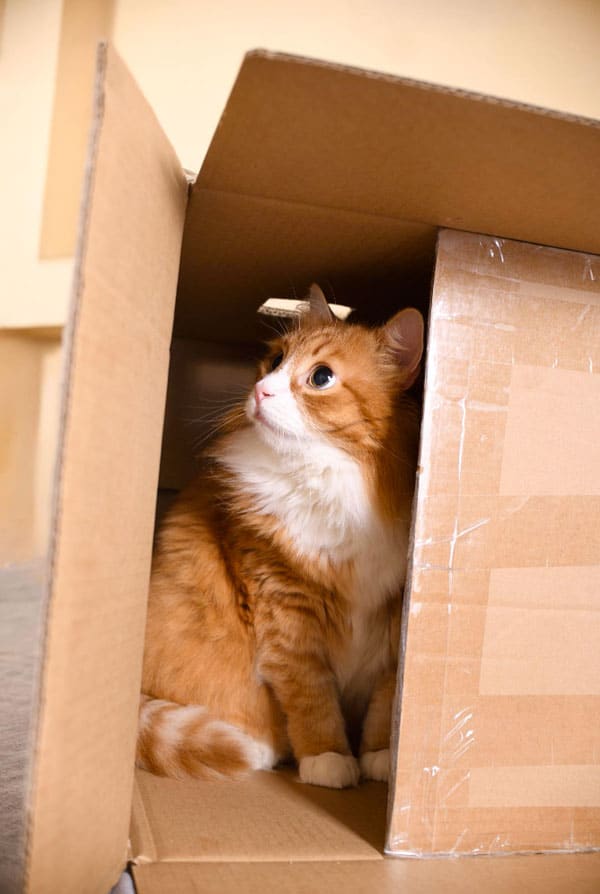 Chat roux dans un carton