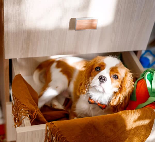 Chien couché dans un placard pour un déménagement