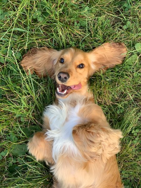 Un chien heureux et en bonne santé