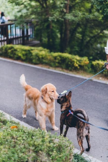 Deux chiens se rencontrent en promenade