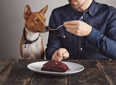 chien alimentation barf ou raw feeding