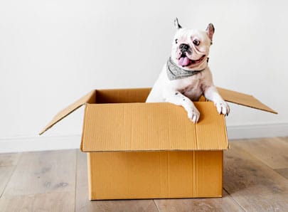 Chien dans des cartons pour un déménagement