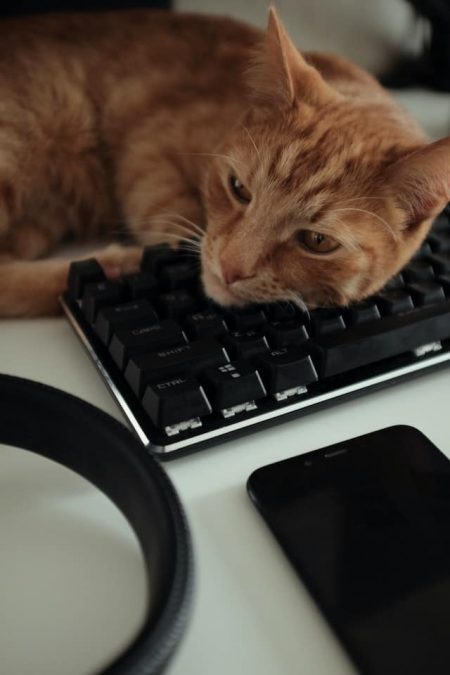 Un chat couché sur un clavier d'ordinateur