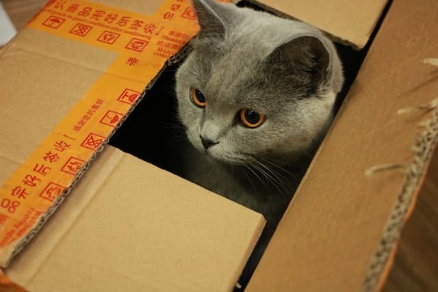 Un chat dans un carton