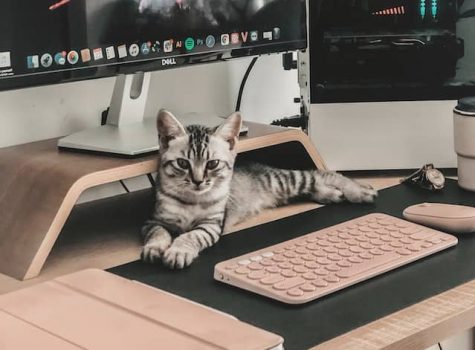 Un chaton couché sur un bureau