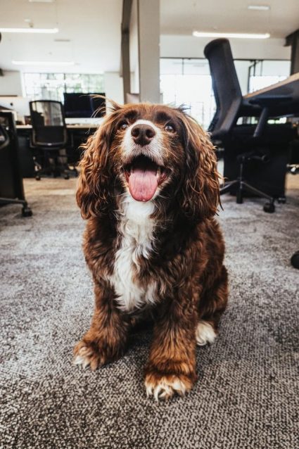 un chien assis dans un bureau