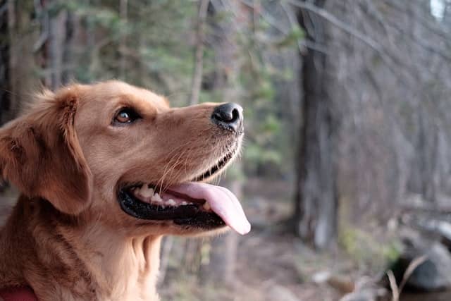 Un chien golden retriever de profil