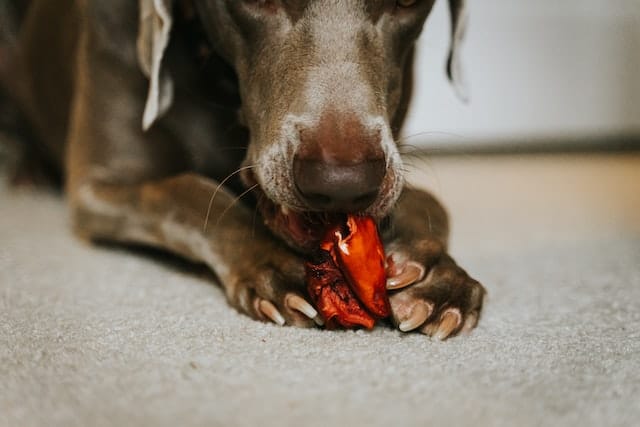 Un chien mange un morceau de viande