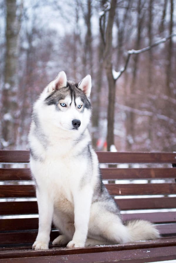 Husky blanc et gris dans la neige