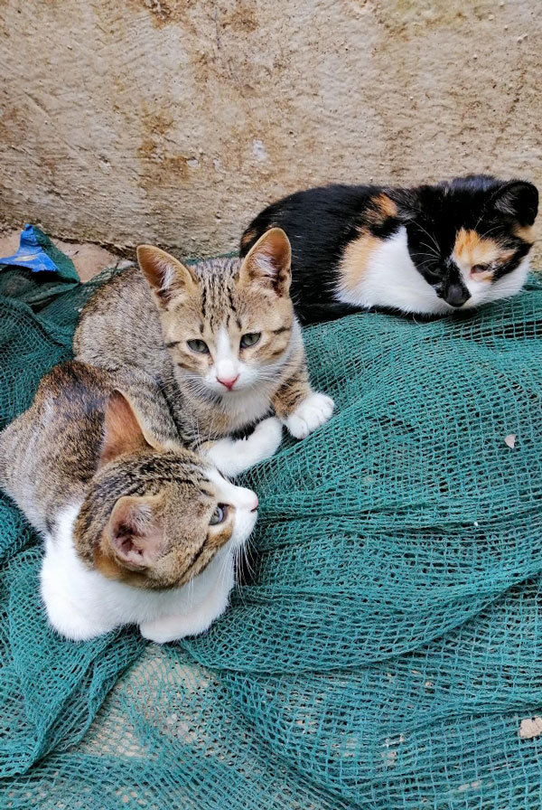 refuge de chats brun