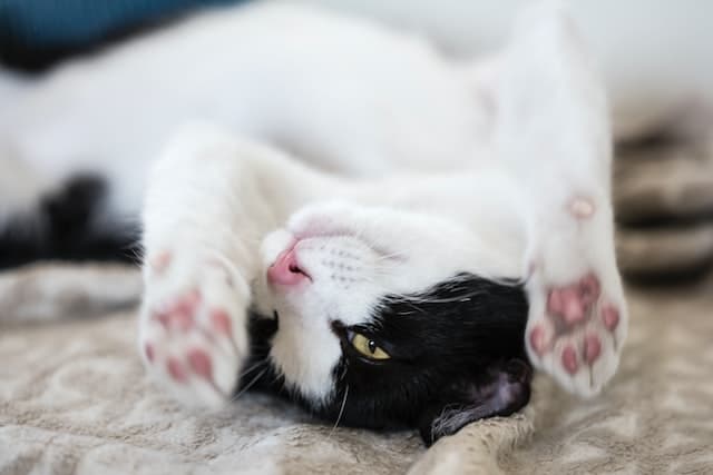 un chat allongé montre ses pattes et coussinets