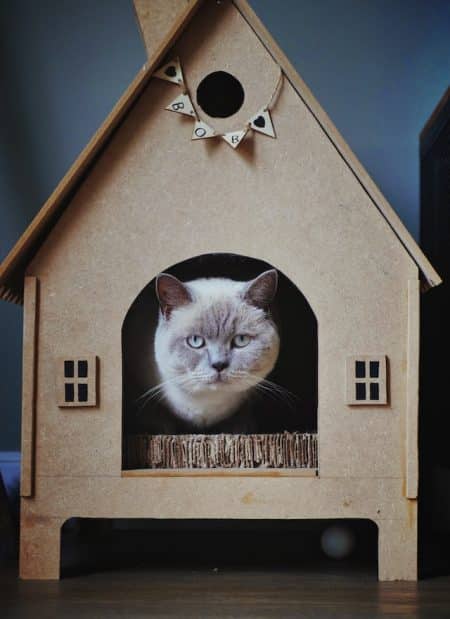 Un chat dans une maison en carton