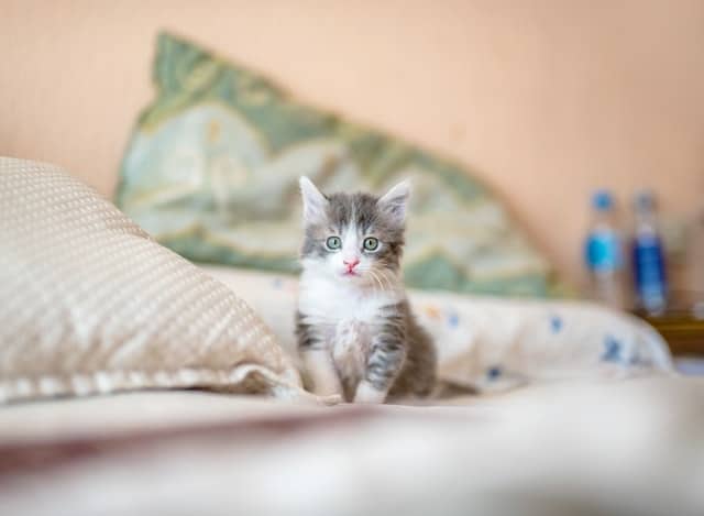 un chaton assis sur un lit