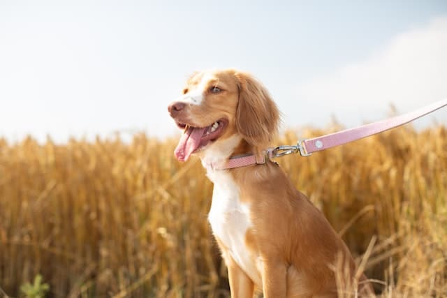 un-chien-assis-tenu-en-laisse-dans-les-champs