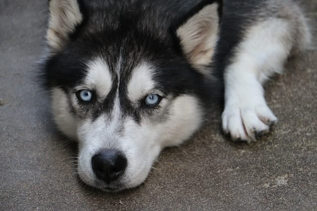 un-chien-de-race-husky-couché