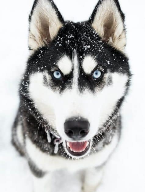 un-chien-de-race-husky