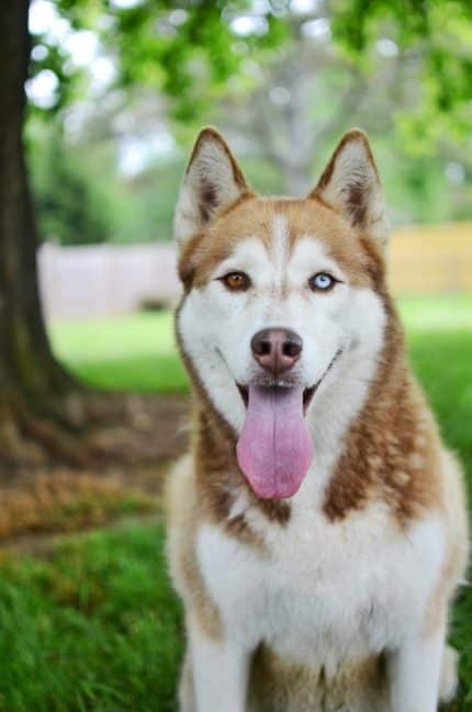 un-chien-husky-roux-aux-yeux-vairons