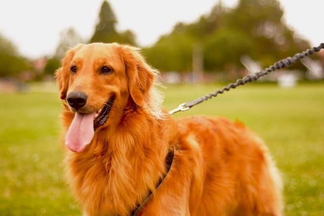 un-chien-porte-une-laisse-canicross