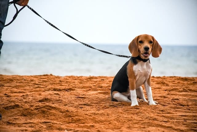 Un-chien-tenu-en-longe-a-la-plage