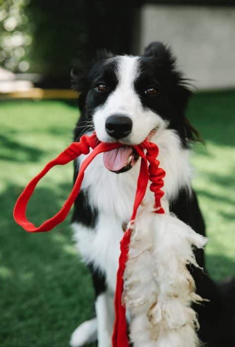 un-chien-tient-une-laisse-dans-sa-gueule