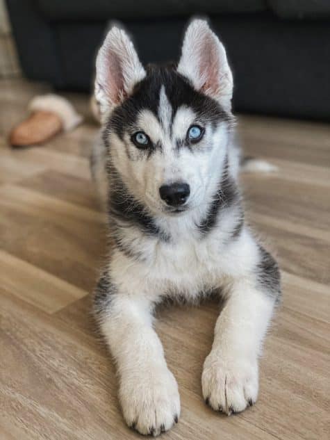 un-chiot-husky-couché