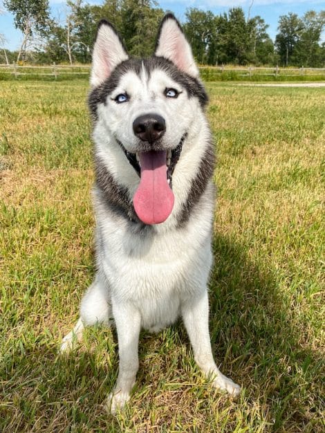 un-husky-assis-dehors