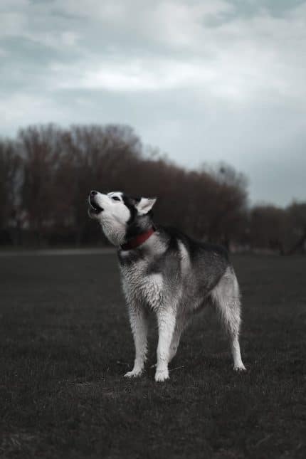 un-husky-qui-hurle