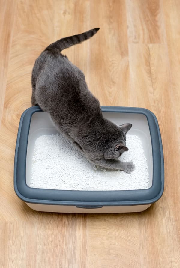 Chat qui gratte sa litière pour faire ses besoins