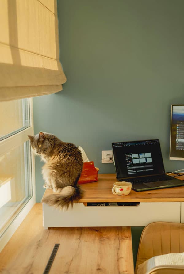 Chat qui veut sortir de leur bureau