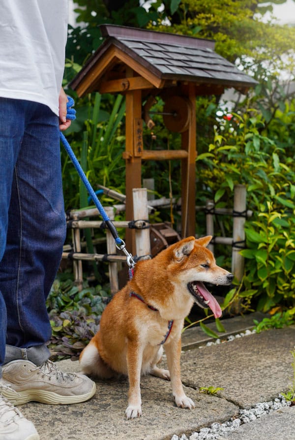 Chien roux avec une laisse qui baille
