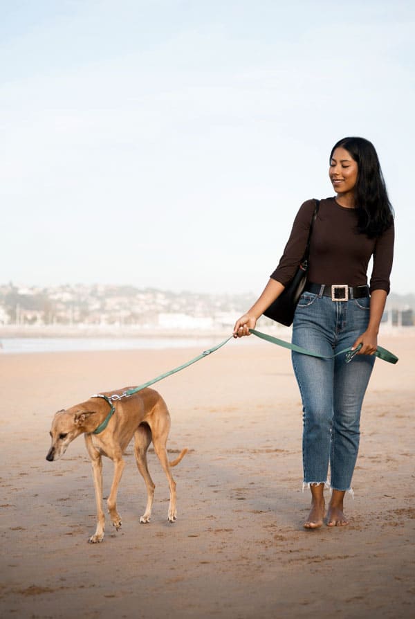 chien sur la plage avec longe