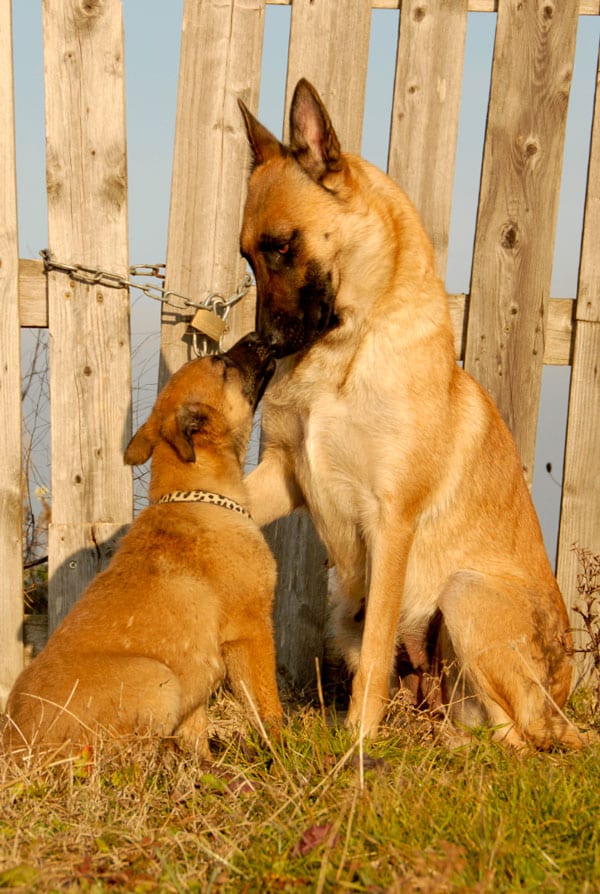 elevage de chien beige