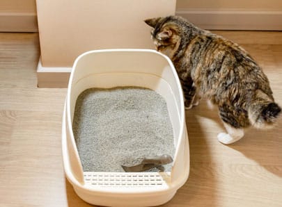 Chat brun autour de sa litière