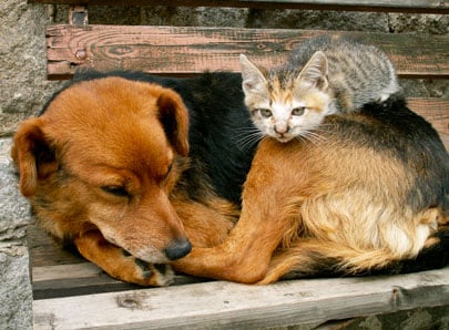 Chat et chien en elevage