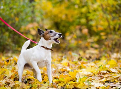 Chien blanc avec laisse