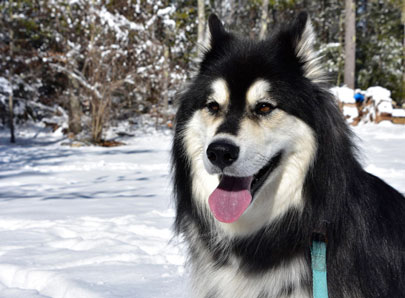husky dans la neige