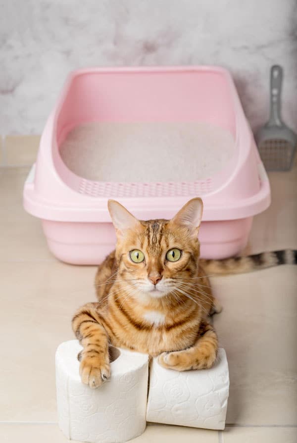 Litière avec un chat posé devant