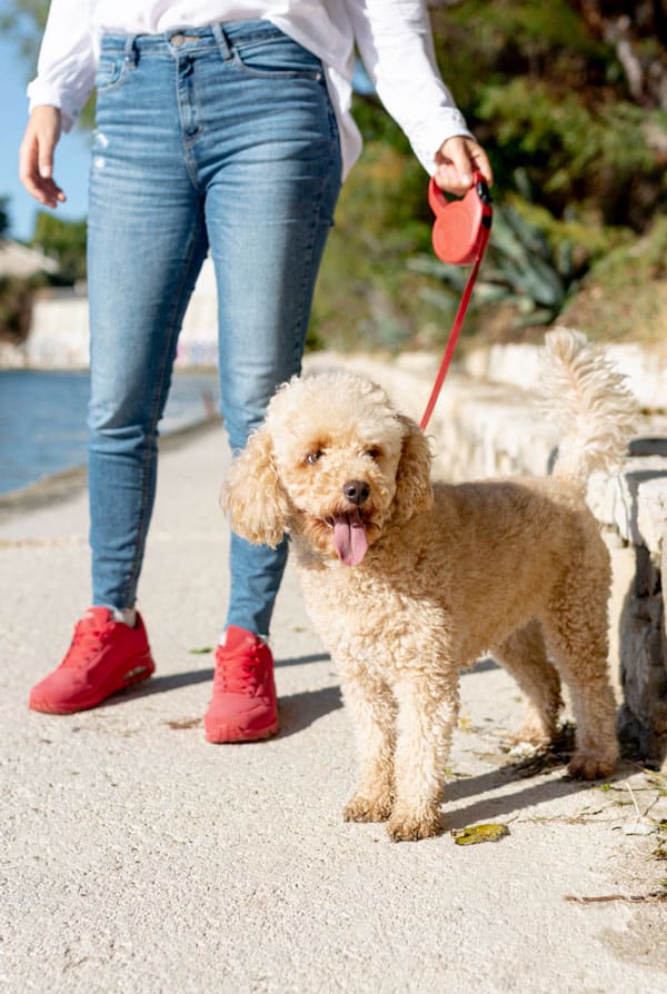 maitresse avec son chien en laisse