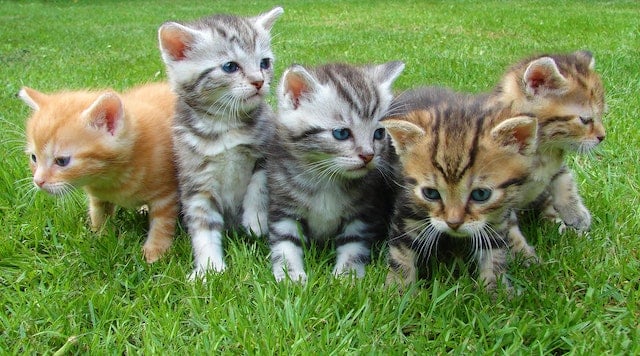 plusieurs-chatons-de-la-meme-fratrie