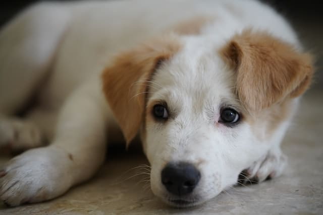 un-chien-beige-couché-sur-le-sol