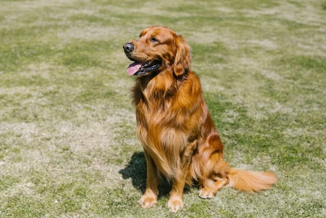 un-chien-roux-assis-dans-l-herbe