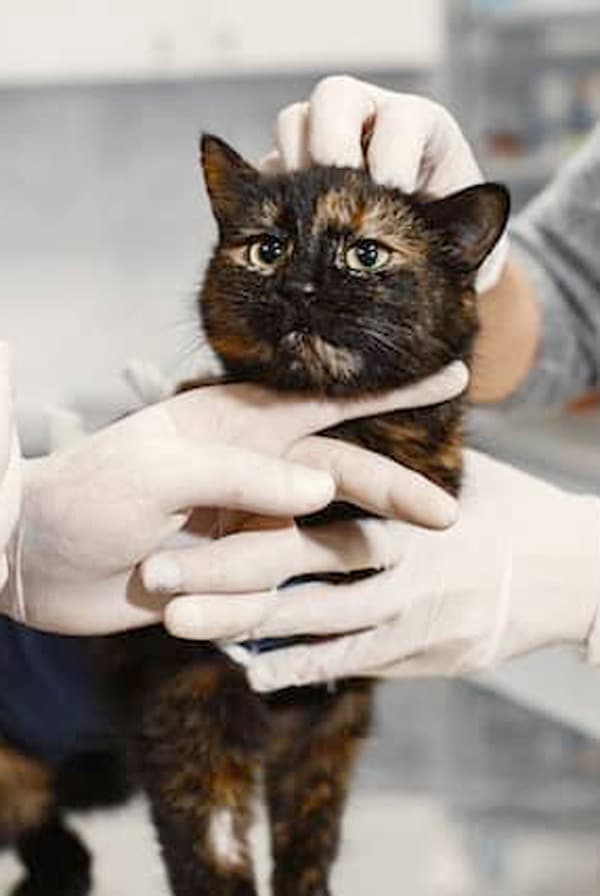 Chat chez le vétérinaire pour des chenilles processionnaires
