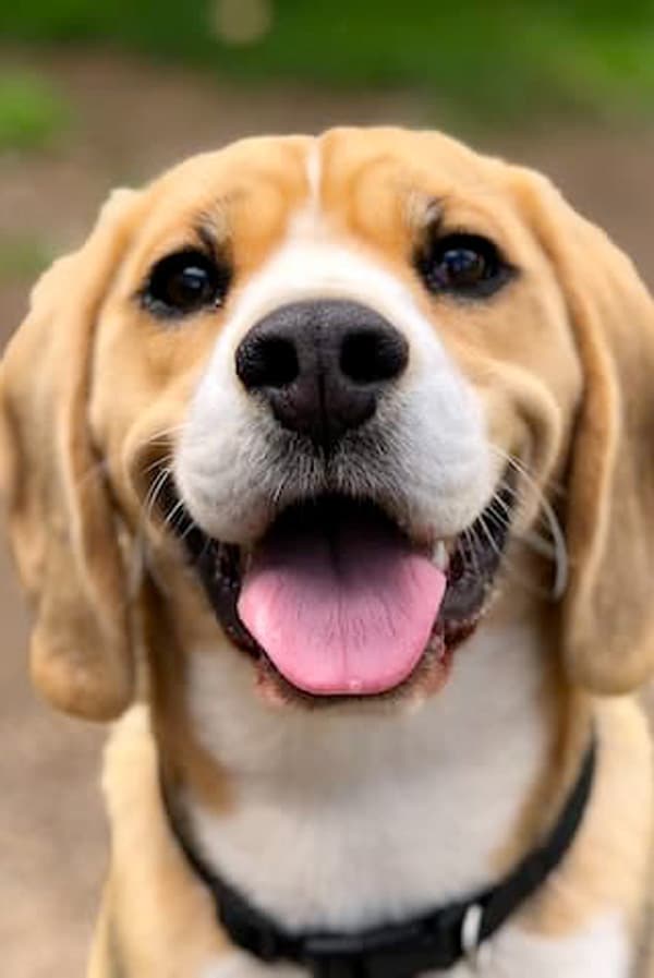 Chien Beagle en forêt