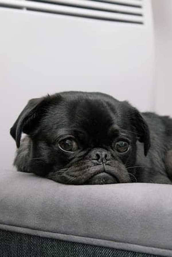 Chien type Carlin fatigué