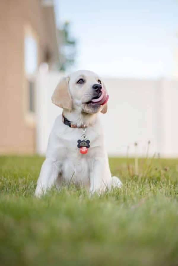 Chiot assis dans l'herbe