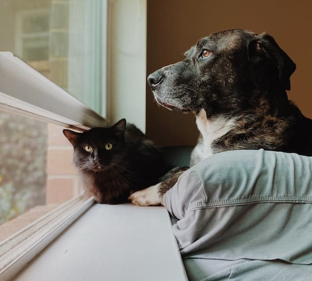 un-chat-et-un-chien-regardent-par-la-fenetre