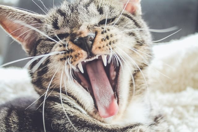 un-chat-qui-montre-ses-dents-et-ouvre-la-gueule-en-baillant