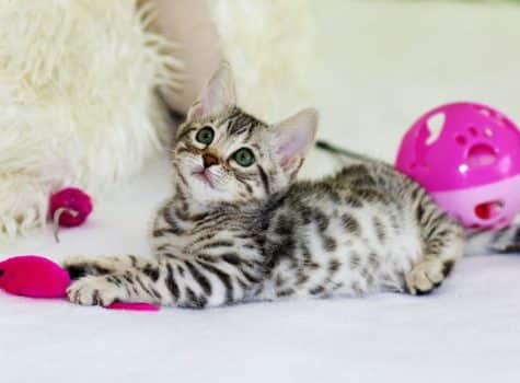 un-chaton-couché-avec-des-jouets