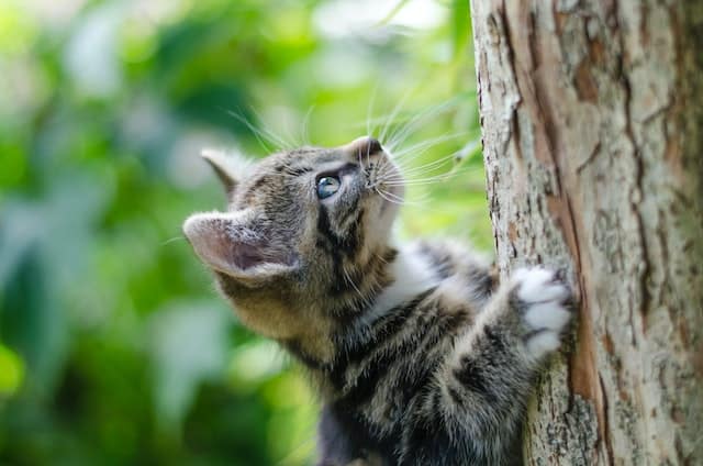 un-chaton-grimpe-dans-un-arbre